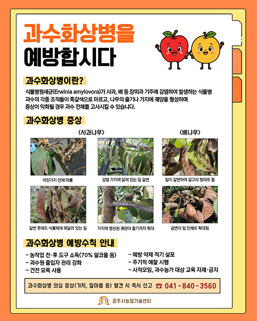 과수화상병을 예방합시다

과수화상병이란?
식물병원세균(Erwinia amylovora)가 사과, 배 등 장미과 기주에 감염하여 발생하는 식물병
과수의 각종 조직들이 흑갈색으로 마르고, 나무의 줄기나 가지에 궤양을 형성하며 증상이 악화될 경우 과수 전체를 고사시킬 수 있습니다.

과수화상병 증상
<사과나무>
어린가지 전체 마름
감염 가지에 달려 있는 잎 갈변

<배나무>
잎이 갈변하여 갈고리 형태로 휨
갈변 후에도 식물체에 매달려 있는 잎
가지에 형성된 궤양이 줄기까지 확대
갈변이 잎 전체로 확대됨

과수화상병 예방수칙 안내
- 농작업 전·후 도구 소독(70% 알코올 등)
- 과수원 출입자 관리 강화
- 건전 묘목 사용
- 예방 약제 적기 살포
- 주기적 예찰 시행
- 사적모임, 과수농가 대상 교육 자제·금지

과수화상병 의심 증상(가지, 잎마름 등) 발견 시 즉시 신고 041-840-3560
공주시농업기술센터