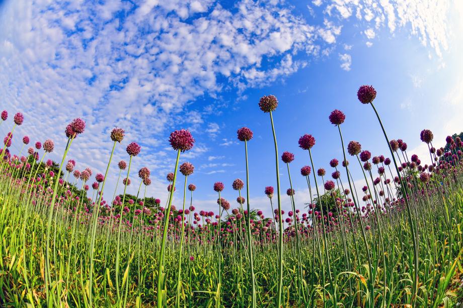 공주 유구색동수국정원 꽃 축제3