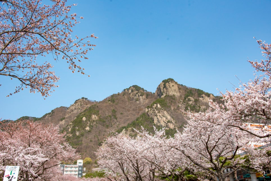 계룡산 벚꽃축제2