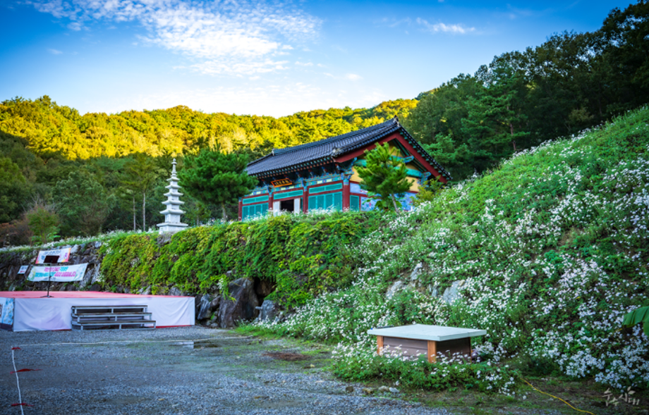 구절산 구절초 축제