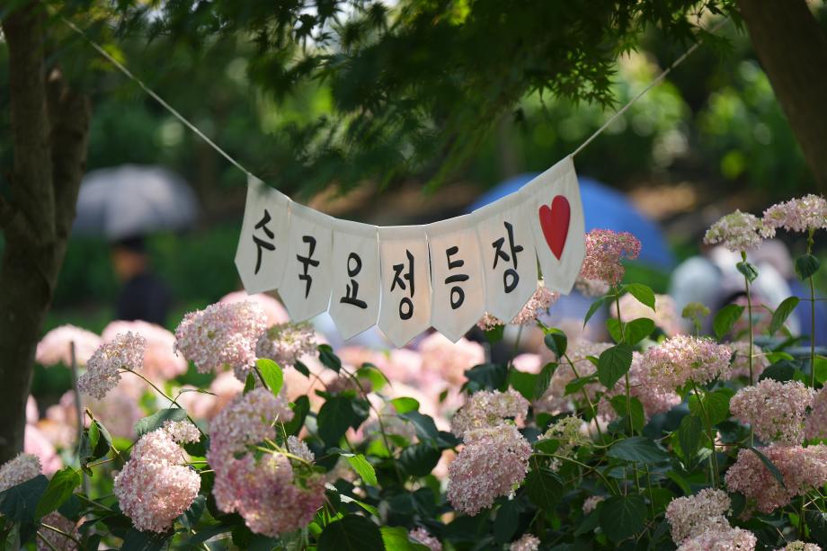 공주 유구색동수국정원 꽃 축제5